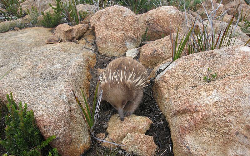 Echidna